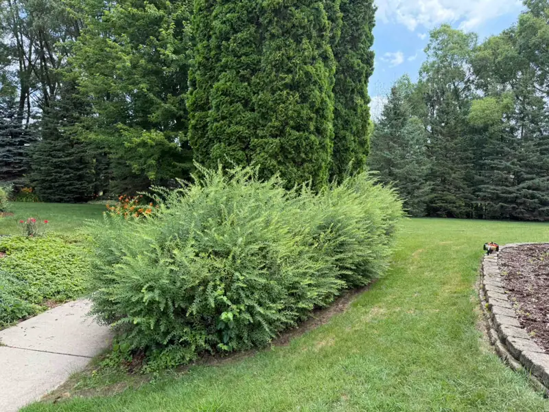 Overgrown shrubs before