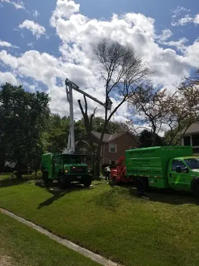 Trees work by Turf & Tree Worx